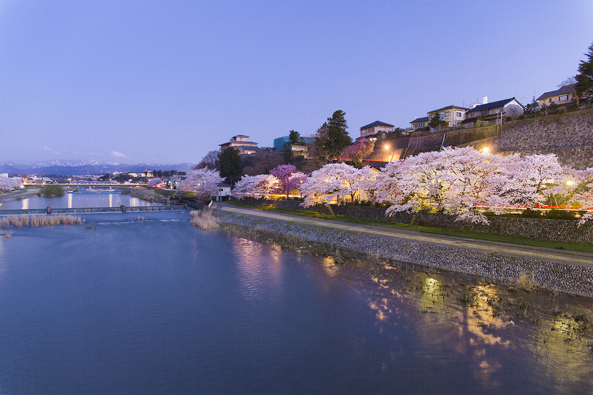 金沢市犀川の桜　ライトアップ