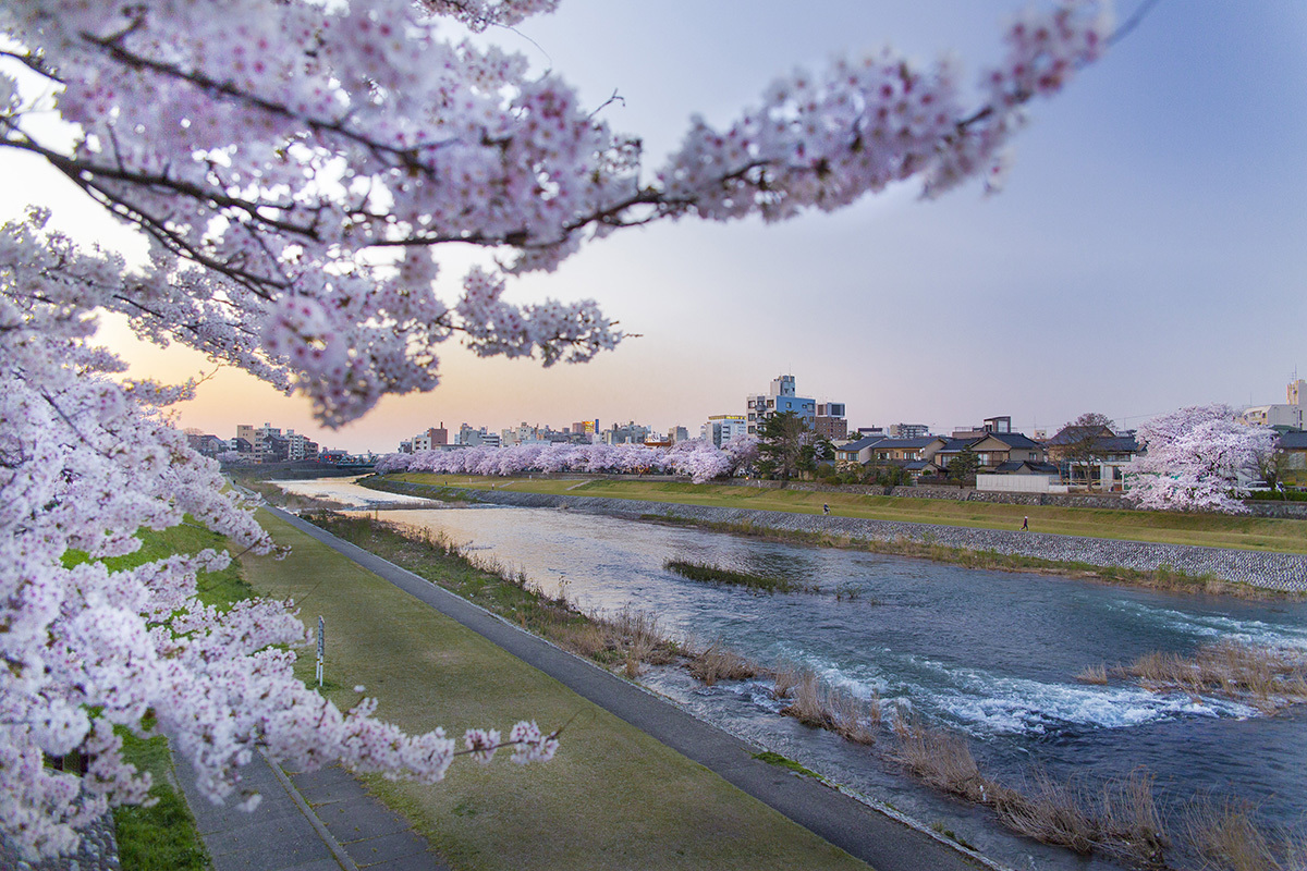 金沢市犀川の桜
