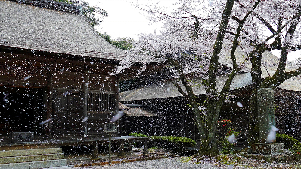 妙成寺　春1