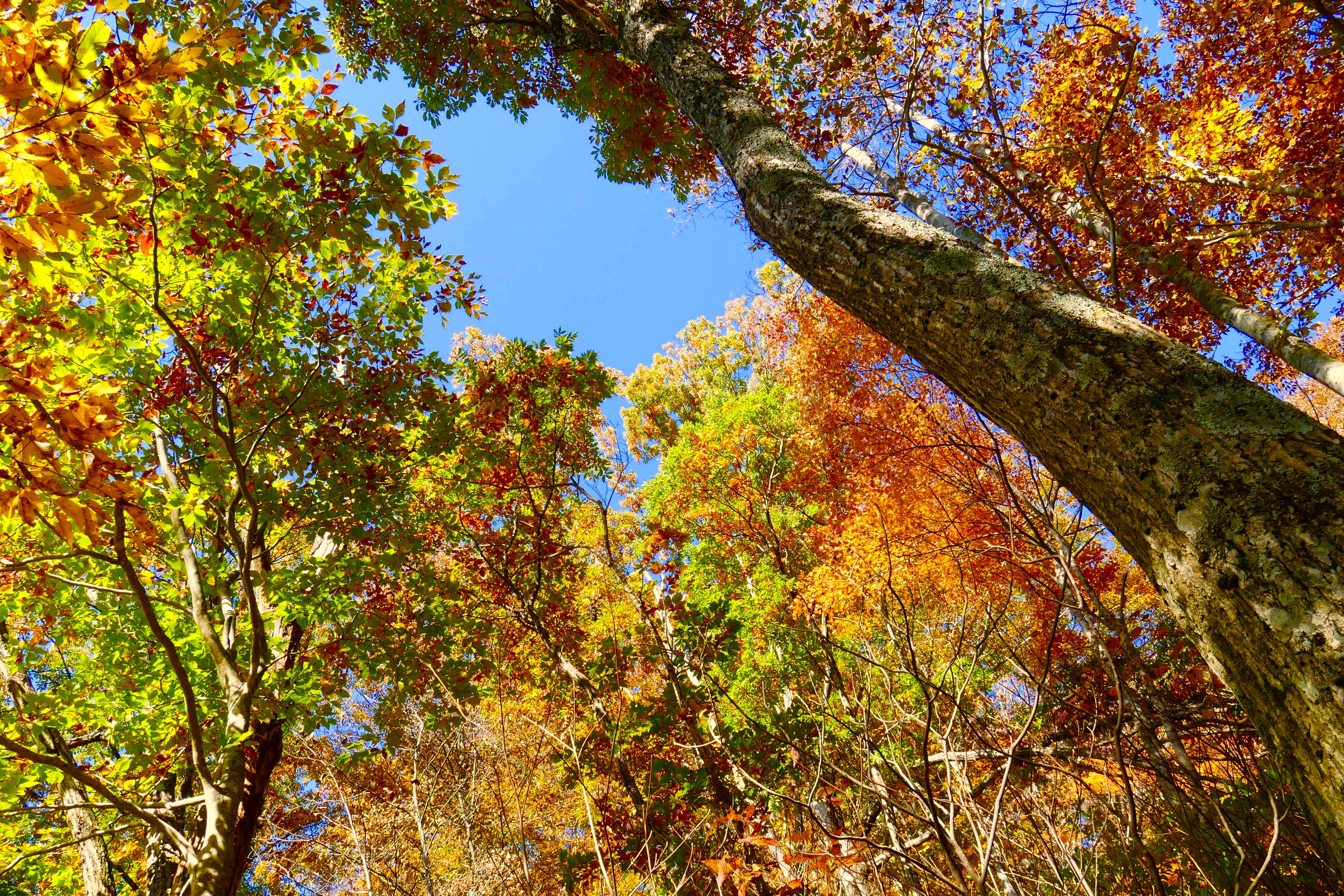 白山の紅葉写真05