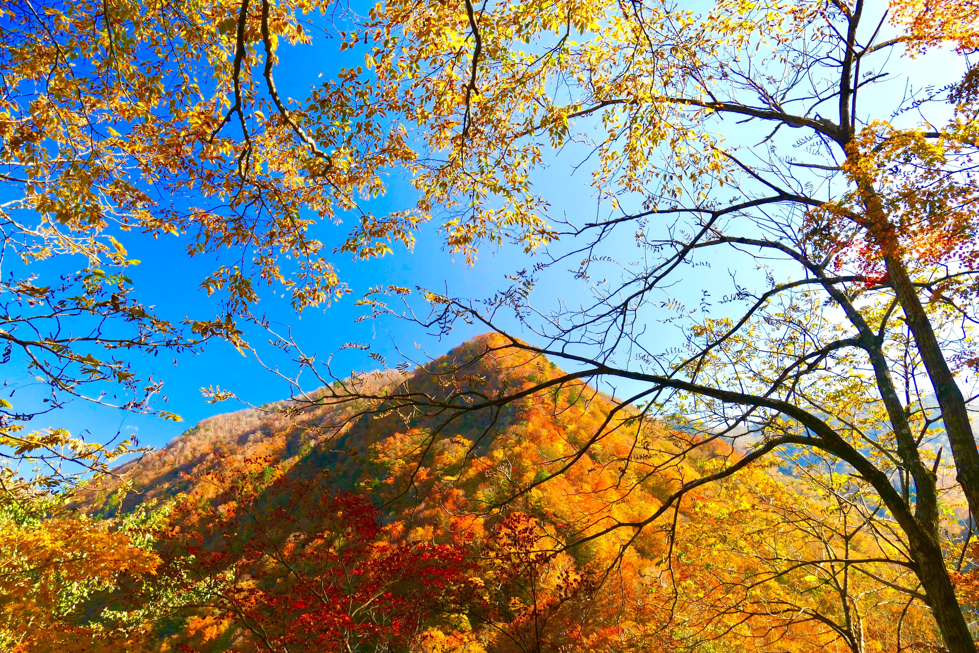 白山の紅葉写真04