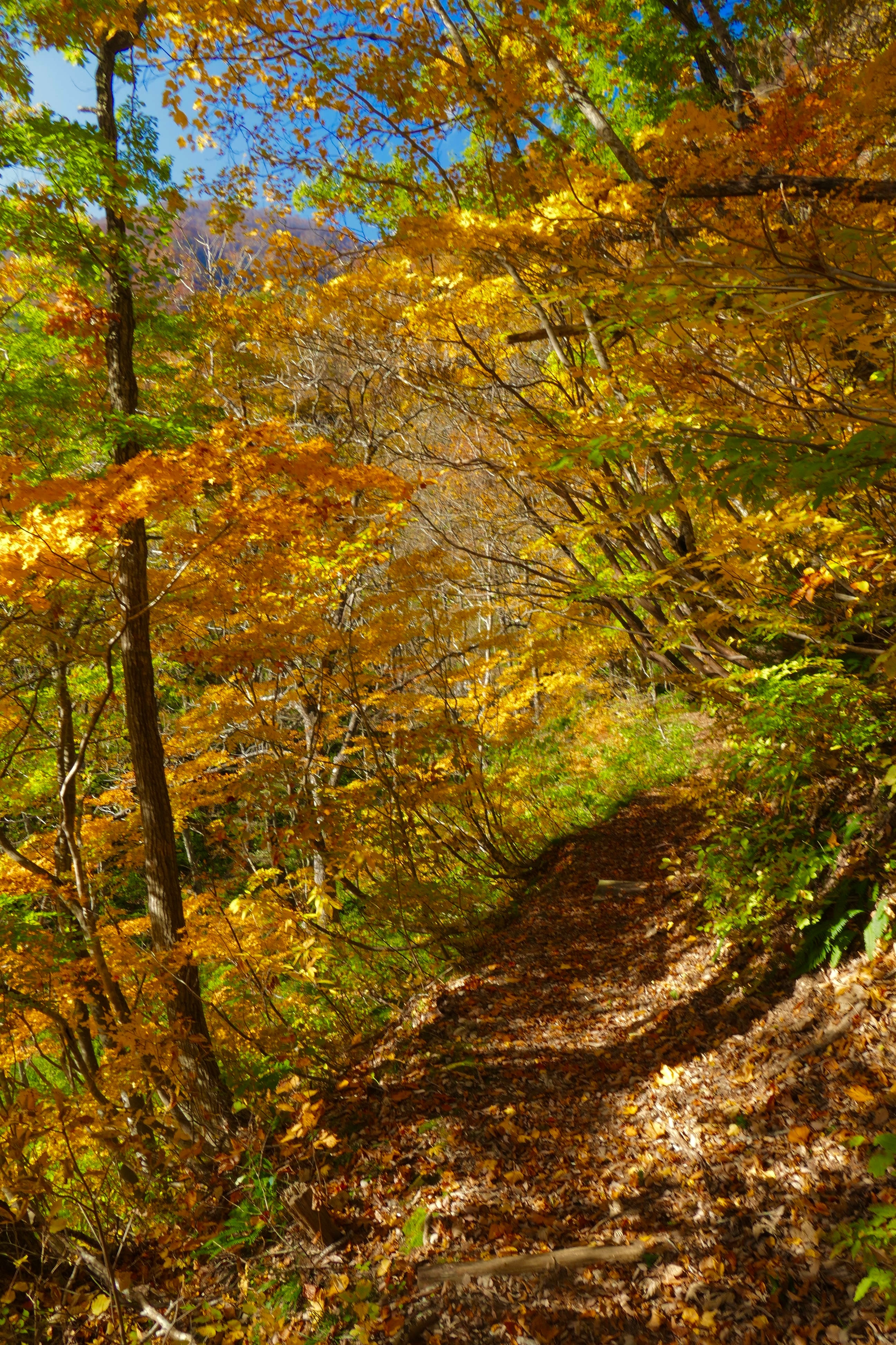 白山の紅葉写真09