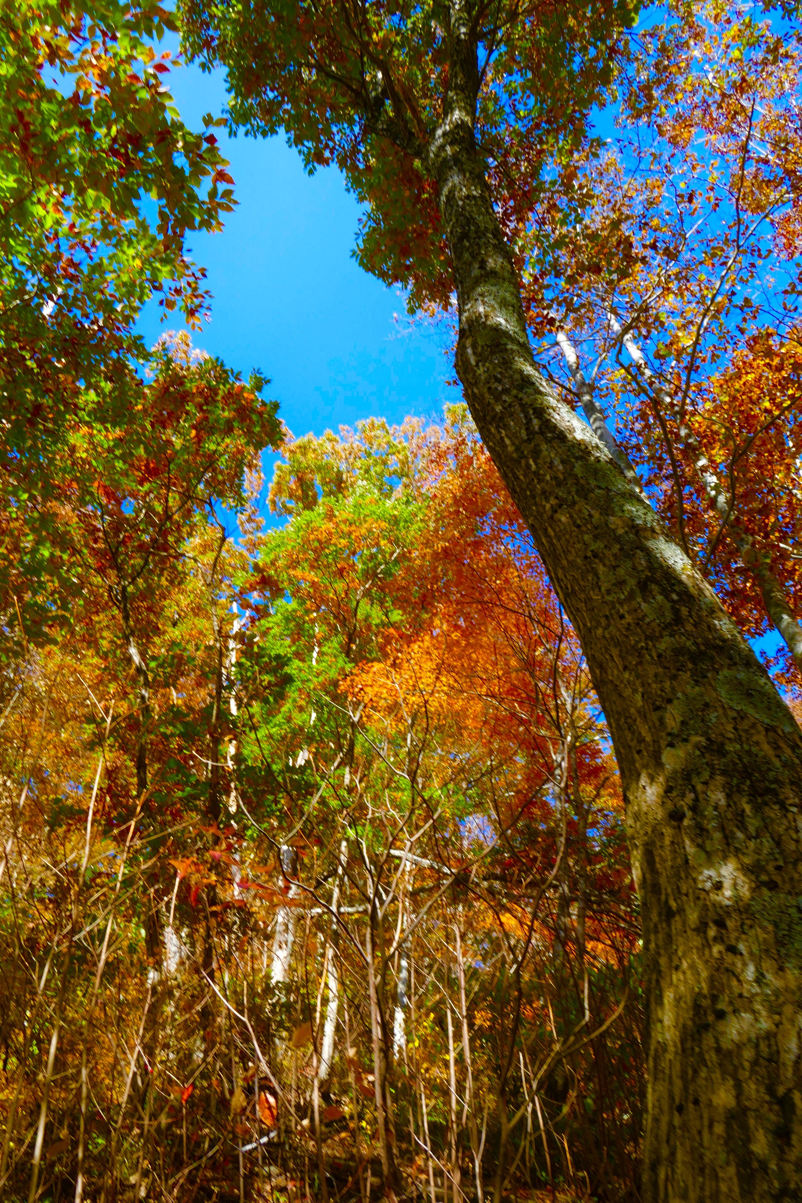 白山の紅葉写真08